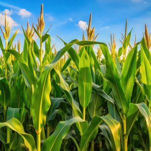 Corn Field | Grain Systems Distribution